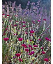 Silene coronaria