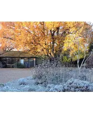 Beth Chatto Christmas Fair 