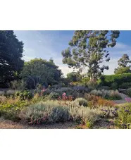 Drought Resistant Planting