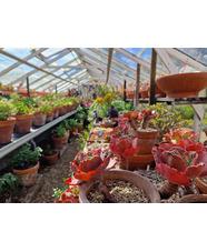 How to Grow and Care for Succulents