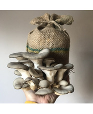 Grow Your Own Oyster Mushrooms