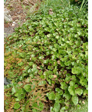 Gunnera magellanica