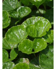 Gunnera magellanica