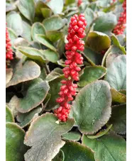 Gunnera prorepens