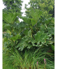 Gunnera tinctoria