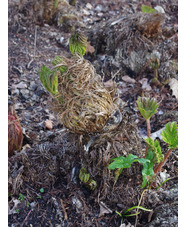 Gunnera tinctoria