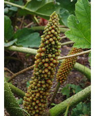 Gunnera tinctoria