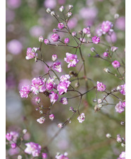 Gypsophila paniculata 'Flamingo'