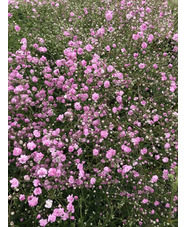 Gypsophila paniculata 'Flamingo'