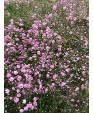 Gypsophila paniculata 'Flamingo'