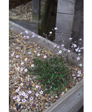 Gypsophila repens 'Dubia'