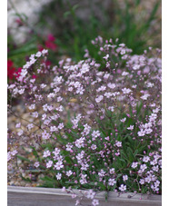 Gypsophila repens 'Dubia'