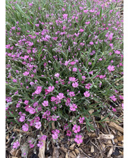 Gypsophila repens 'Rosa Schönheit'