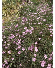 Gypsophila repens 'Rosa Schönheit'