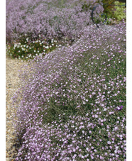 Gypsophila 'Rosenschleier'