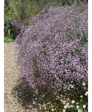 Gypsophila 'Rosenschleier'