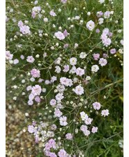 Gypsophila 'Rosenschleier'