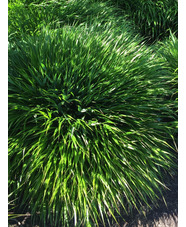 Hakonechloa macra