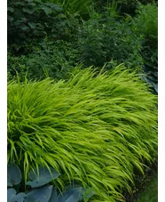 Pots and Planters Collection - Shade 