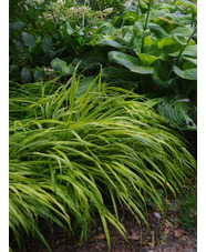 Hakonechloa macra 'Aureola'