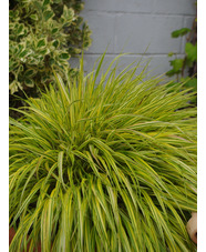 Hakonechloa macra 'Aureola'