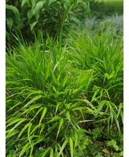 Hakonechloa macra
