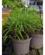 Hakonechloa macra 'Nicolas'