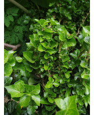 Hedera helix 'Erecta'