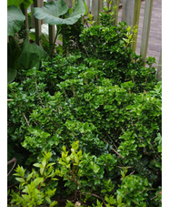 Hedera helix 'Erecta'