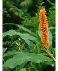 Hedychium densiflorum