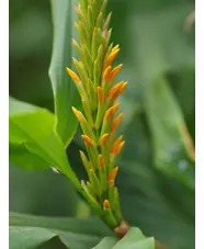 Hedychium densiflorum