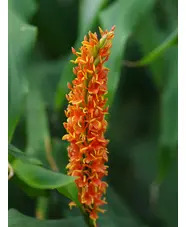 Hedychium densiflorum