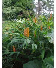 Hedychium densiflorum
