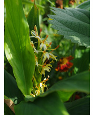 Hedychium spicatum
