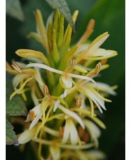 Hedychium spicatum