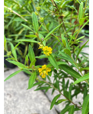 Heimia salicifolia