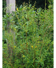 Heimia salicifolia