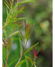 Heimia salicifolia