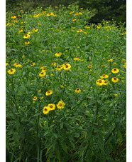 Helenium 'Riverton Beauty'