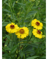 Helenium 'Riverton Beauty'