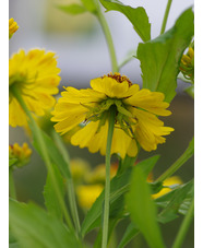 Helenium 'Riverton Beauty'