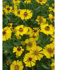 Helenium 'Riverton Beauty'