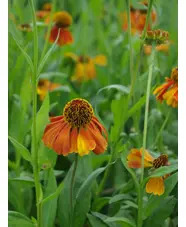 Helenium 'Sahin's Early Flowerer'