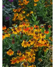 Helenium 'Sahin's Early Flowerer'
