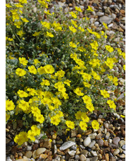 Helianthemum canum ssp. balcanicum