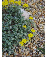 Helianthemum canum ssp. balcanicum