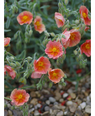 Helianthemum 'Cheviot'