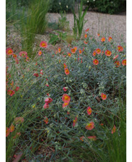 Helianthemum 'Cheviot'