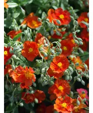 Helianthemum 'Henfield Brilliant'