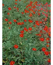 Helianthemum 'Henfield Brilliant'